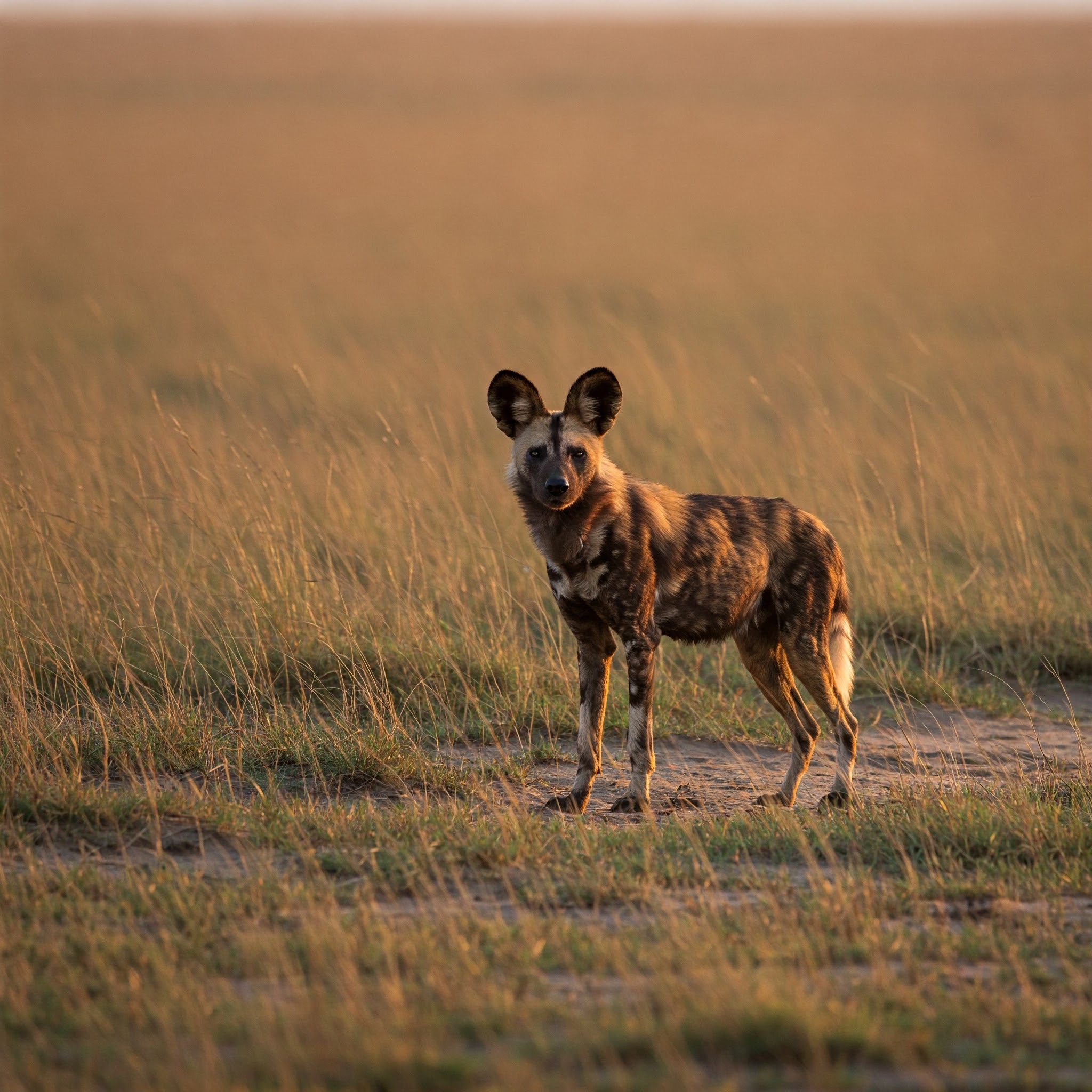 photo of African Wild Dog Standing in a Field